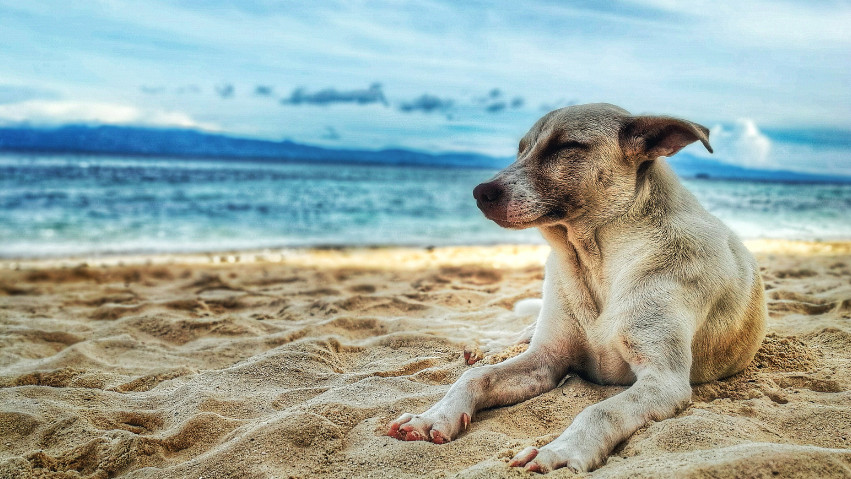 Καλοκαιρινές διακοπές και σκύλος:  Όλα τα απαραίτητα σε ένα χρήσιμο check list.