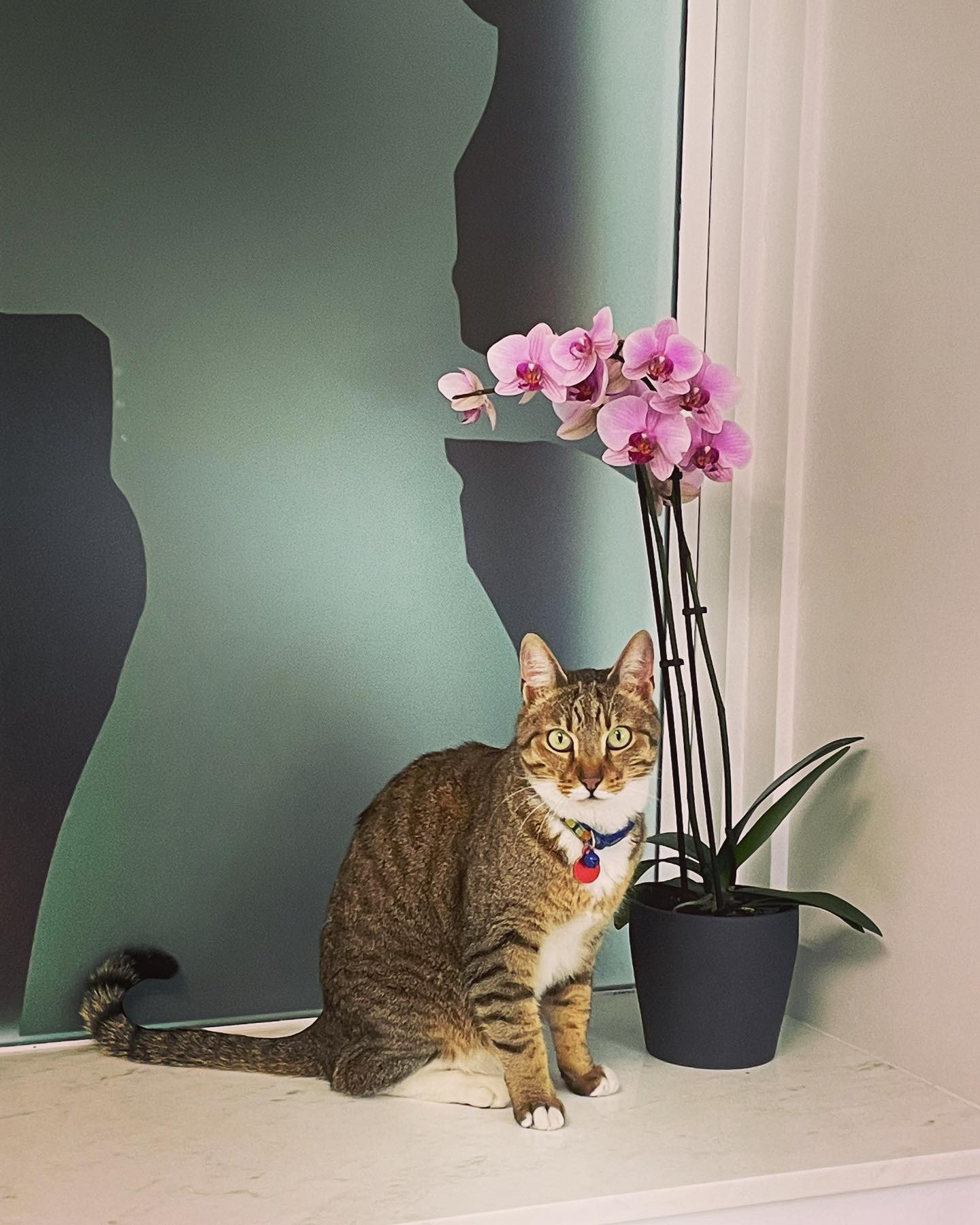 Vet in the city Ουαλά Χανταντίν | Υπολοχαγού Τσόπελα 2, Θεσσαλονίκη 546 21, Ελλάδα